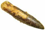 Fossil Sauropod Dinosaur (Titanosaur) Tooth - Morocco #369669-1